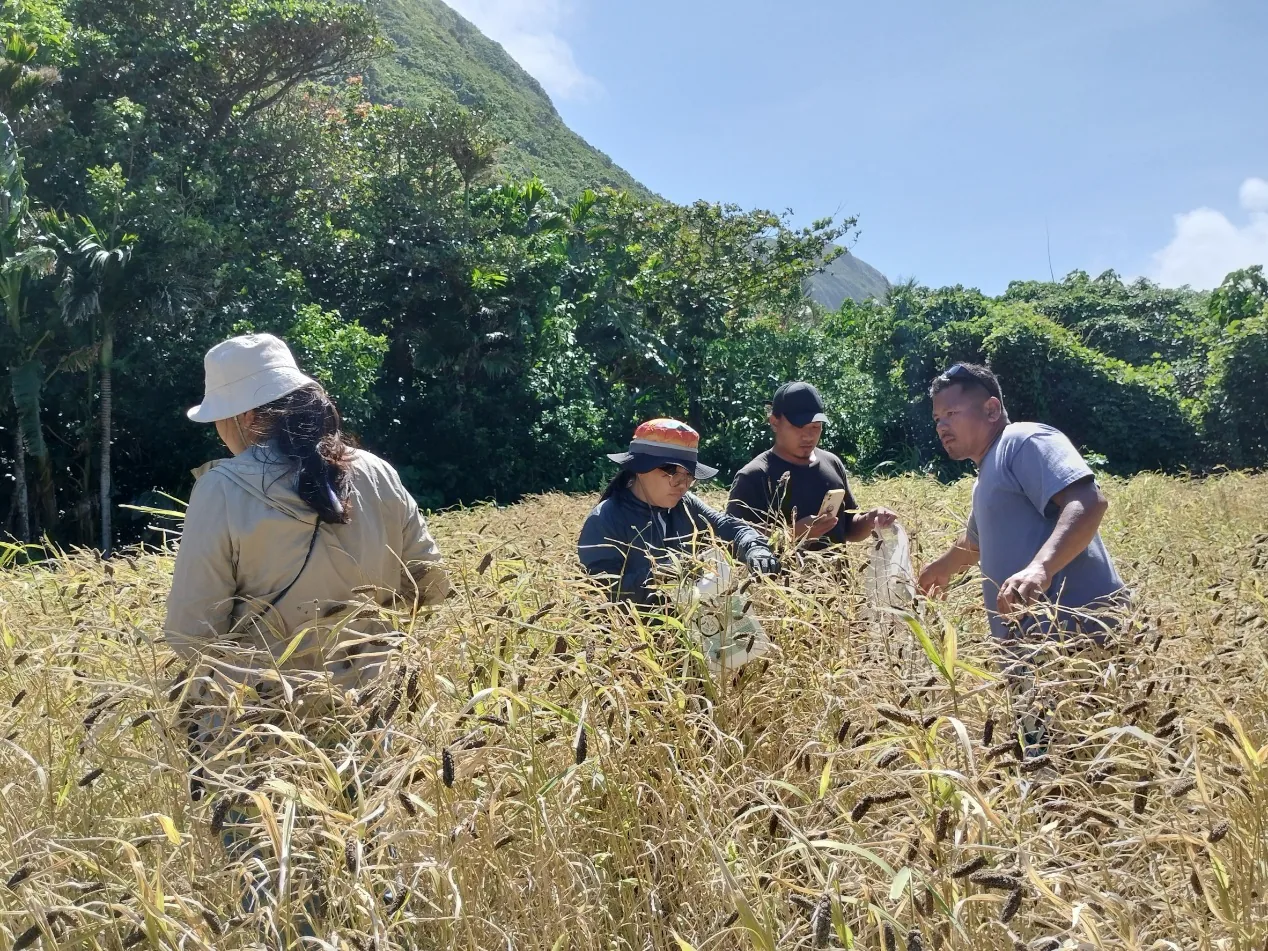 黑小米收割